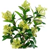 House Nordic Augalas, Skimmia, žalia spalvos