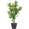 House Nordic Augalas, Skimmia, žalia spalvos
