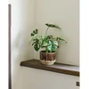 House Nordic Monstera