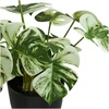 House Nordic Monstera