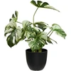 House Nordic Monstera