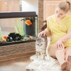 Kodustaar Akvariumo dekoracija, samanotos uolos