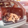 Kodustaar Apsauginis automobilio sėdynės užvalkalas šunims