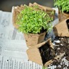 Kodustaar 200 vnt. daigyklų vazonėlių rinkinys su etiketėmis