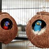 Kodustaar 2x paukščių namelis kokosinis lizdas