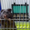 Kodustaar Šieno maišelis smulkiems gyvūnams