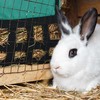 Kodustaar Šieno maišelis smulkiems gyvūnams