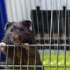 Kodustaar Šieno maišelis smulkiems gyvūnams