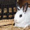 Kodustaar Šieno maišelis smulkiems gyvūnams