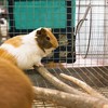 Kodustaar Šieno maišelis smulkiems gyvūnams