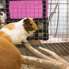 Kodustaar Šieno maišas smulkiems gyvūnams