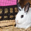 Kodustaar Šieno maišas smulkiems gyvūnams