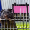 Kodustaar Šieno maišas smulkiems gyvūnams