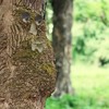 Kodustaar Medžio veidas su iškištu liežuviu