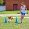 Relaxdays Agility kliūčių rinkinys, 18 dalių, mėlyna geltona