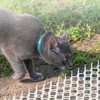 Kodustaar 12 kilimėlių su spygliais nuo kačių rinkinys