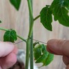 Kodustaar 10 augalų atraminių kuoliukų rinkinys 100 cm