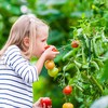 Kodustaar 6 tamsiai žalių augalų atramų rinkinys