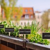 Kodustaar 24 augalų etikečių rinkinys