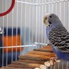 Kodustaar 3 dalių graužikų žaislo pakabinamas tiltas