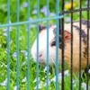 Relaxdays Įvairiaspalvis aptvaras laisvam gyvūnų judėjimui