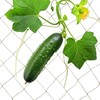 Kodustaar Džiuto treliažo tinklas