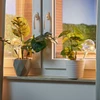 Relaxdays 4 stiklinių laistymo rutulių rinkinys