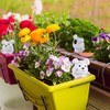 Kodustaar 4 molinių kūginių laistymo antgalių rinkinys „Bunny“