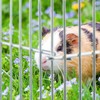Kodustaar Sidabrinis mažų gyvūnų laisvo aptvaro gardelis