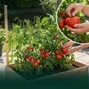 Relaxdays Paaukštinta lysvė su medinėmis grotelėmis