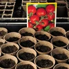 Relaxdays Biologiškai suyrančių pluošto vazonėlių rinkinys 80 vnt.