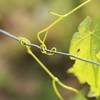 Kodustaar 2x vielos rišimui rinkinys 1 mm