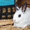 Kodustaar Šieno maišelis smulkiems gyvūnams