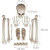 Kodustaar Helovino dekoracija – skeletas