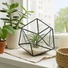 Kodustaar Geometrinis stiklinis terariumas