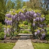 Relaxdays Trellis 240x190x180 cm Juoda Žalia Metalas