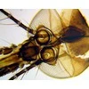 Deltaoptical Mikroskopas Biolight 100 Baltas