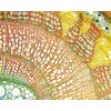 Deltaoptical Mikroskopas Biolight 100 Baltas