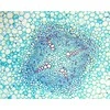 Deltaoptical Mikroskopas Biolight 100 Baltas