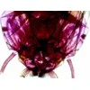 Deltaoptinis mikroskopas Biolight 300