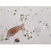 Deltaoptinis mikroskopas Biolight 300