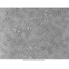 Deltaoptical Mikroskopas Genetic Pro B