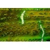 Žiūronai DeltaOptical Trinokuliarinė lupa SZ-450T Trino zoom