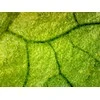 Deltaoptical Mikroskopo okuliaras-kamera 2 Mpix
