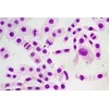 Deltaoptical Mikroskopas ProteOne