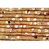 Deltaoptical Mikroskopas ProteOne