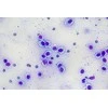 Deltaoptical Mikroskopas ProteOne