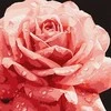 Ideyka Painting by numbers 40 x 40 cm KHO3236 Perfect Rose AP0095