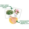 Edgard Nature Sensorinės kortelės. Gamtos 3+ Montessori kortelės su iliustracijomis KS1018