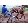 POLAR EQUINE diržas žirgui